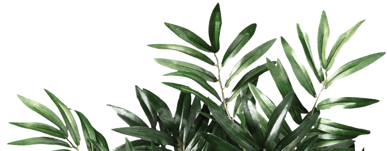 coconut-leaves-like plants