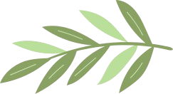 small coconut-leaves-like plant